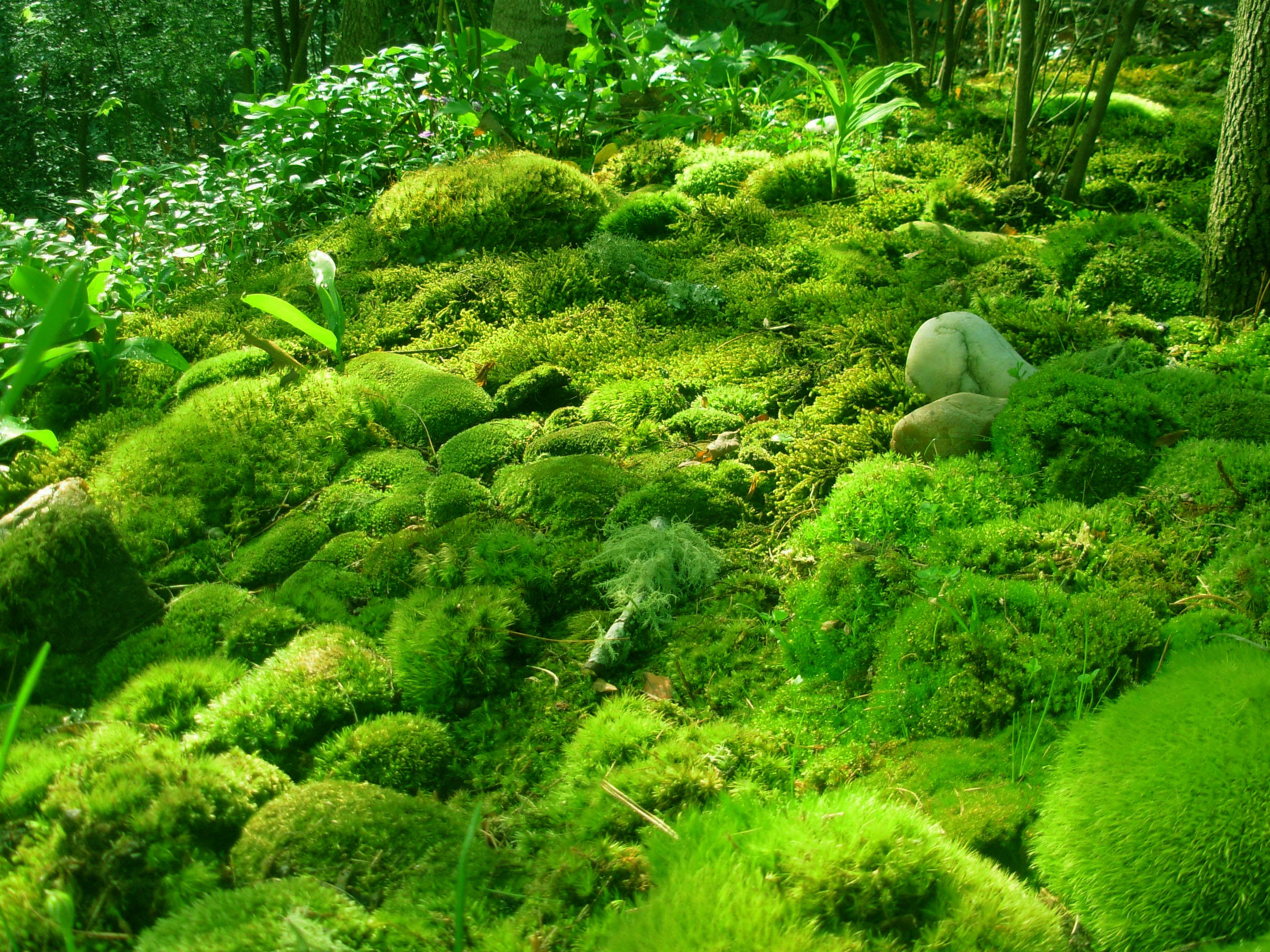 Moss Plants